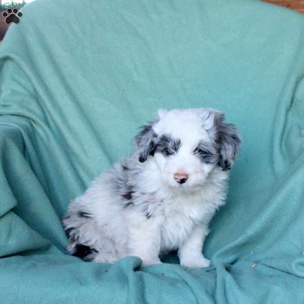 Chase, Mini Aussiedoodle Puppy