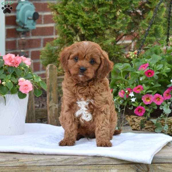 Chase, Cavapoo Puppy