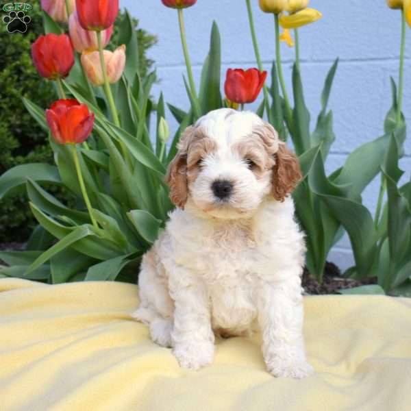Chase, Miniature Poodle Mix Puppy