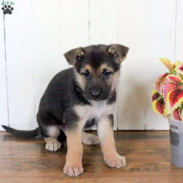 Chase, German Shepherd Puppy