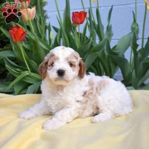 Chase, Miniature Poodle Mix Puppy