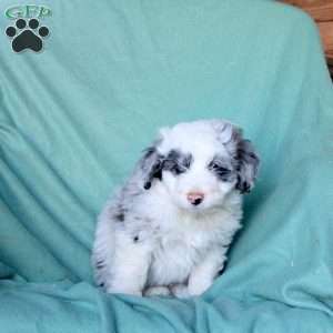 Chase, Mini Aussiedoodle Puppy