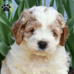 Chase, Miniature Poodle Mix Puppy