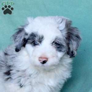 Chase, Mini Aussiedoodle Puppy