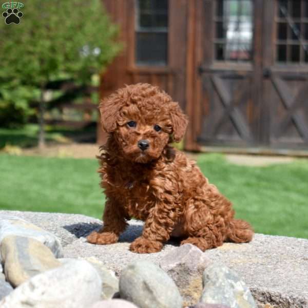 Cheddar, Toy Poodle Puppy