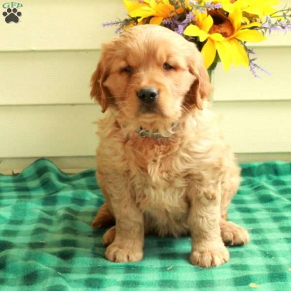 Chester, Golden Retriever Puppy