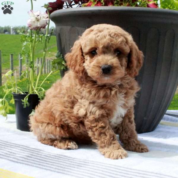 Chester, Cavapoo Puppy