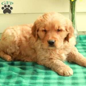 Chester, Golden Retriever Puppy