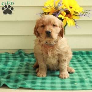 Chester, Golden Retriever Puppy