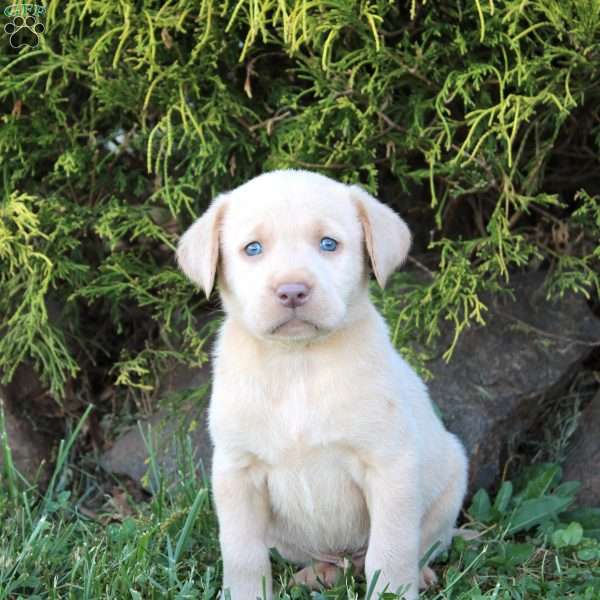 Chester, Yellow Labrador Retriever Puppy