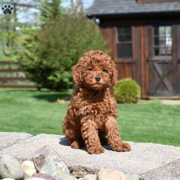 Chex, Toy Poodle Puppy