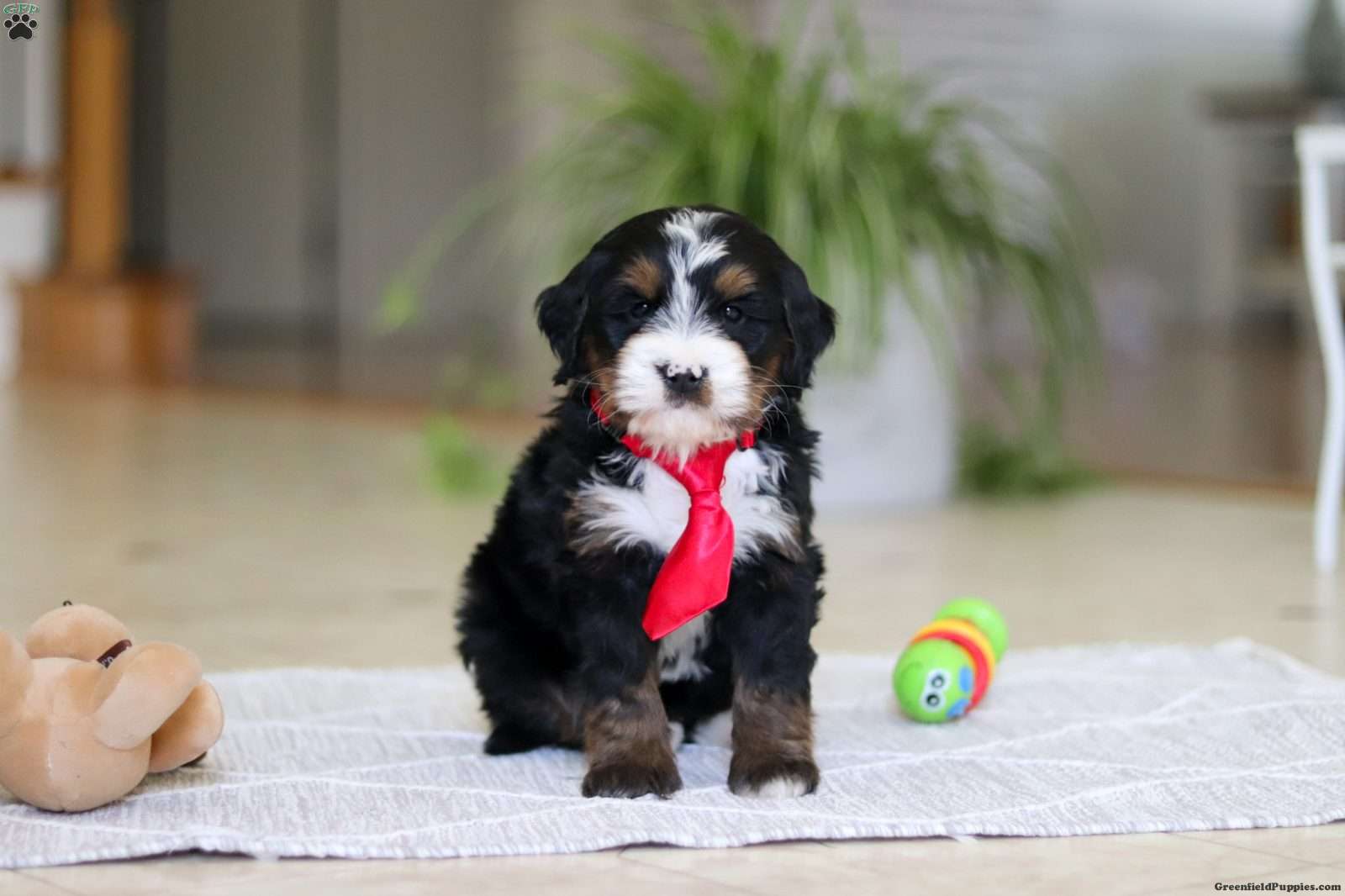 Chico - Mini Bernedoodle Puppy For Sale in Ohio