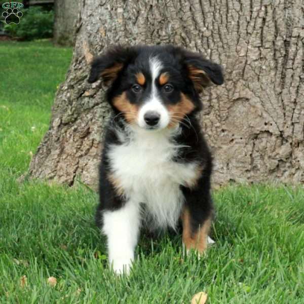 Chloe, Australian Shepherd Puppy