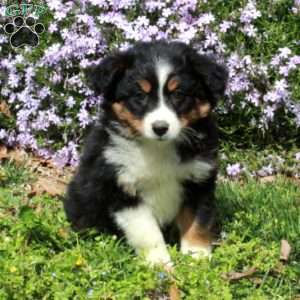 Chloe, Australian Shepherd Puppy