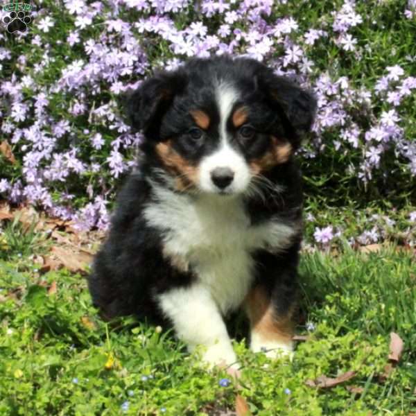 Chloe, Australian Shepherd Puppy