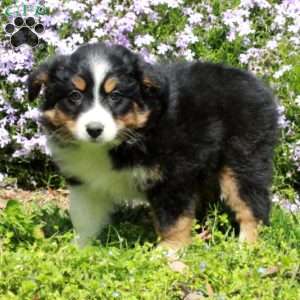 Chloe, Australian Shepherd Puppy