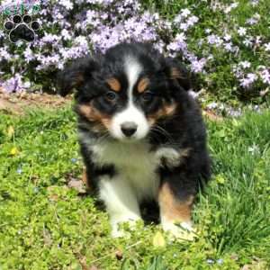 Chloe, Australian Shepherd Puppy