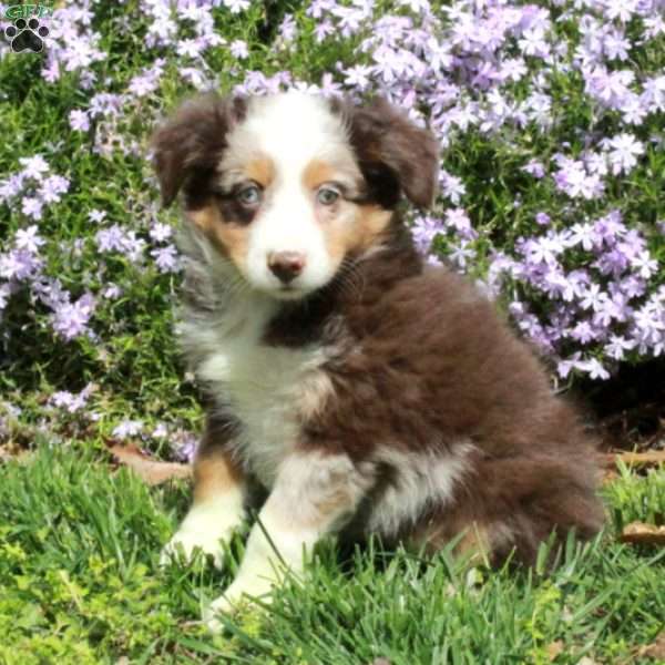 Chrissy, Australian Shepherd Puppy