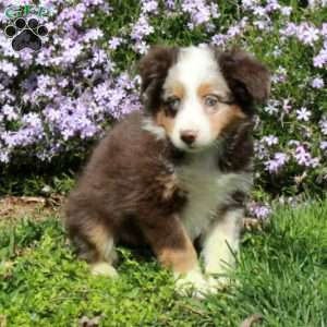 Chrissy, Australian Shepherd Puppy