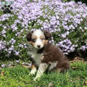 Chrissy, Australian Shepherd Puppy