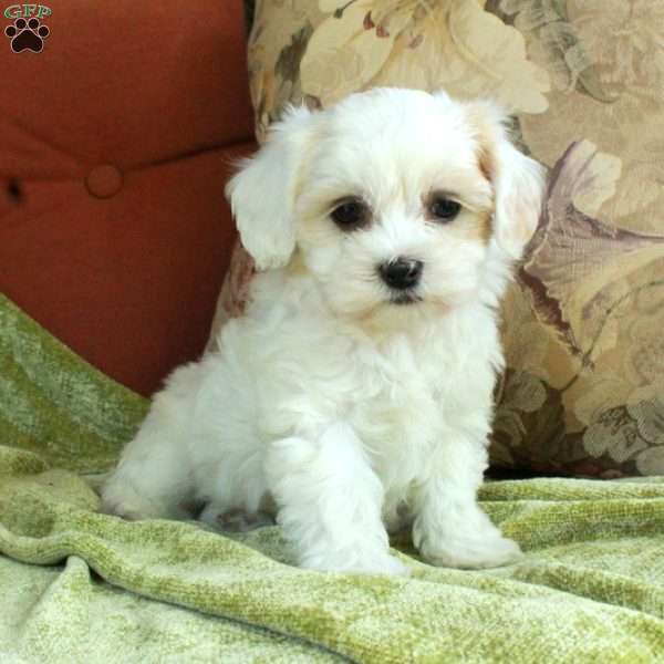 Cillian, Havapoo Puppy