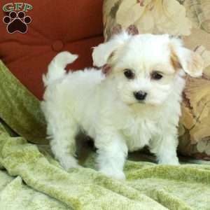 Cillian, Havapoo Puppy