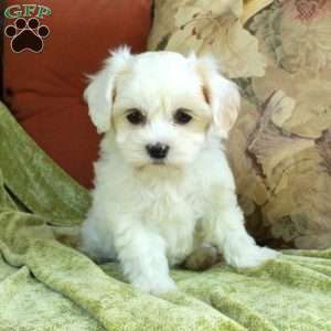 Cillian, Havapoo Puppy