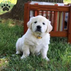 Cleo, English Cream Golden Retriever Puppy