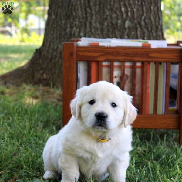 Cleo, English Cream Golden Retriever Puppy