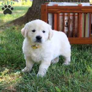 Cleo, English Cream Golden Retriever Puppy