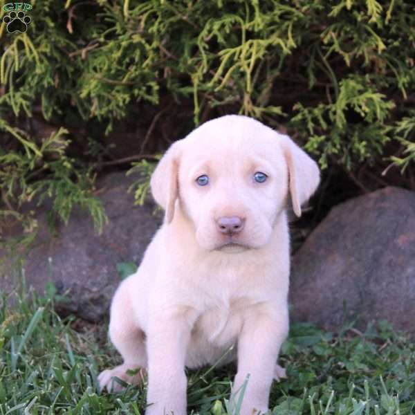 Cleo, Yellow Labrador Retriever Puppy