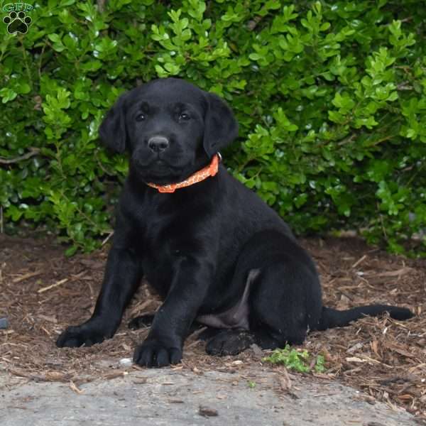 Cloe, Black Labrador Retriever Puppy