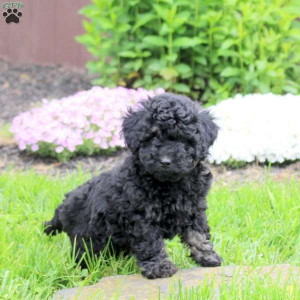 Coco, Mini Goldendoodle Puppy