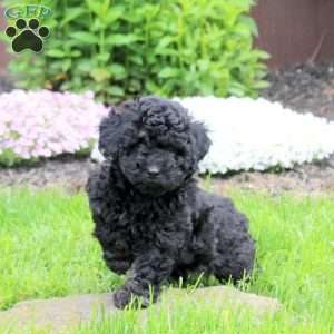Coco, Mini Goldendoodle Puppy