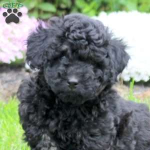 Coco, Mini Goldendoodle Puppy