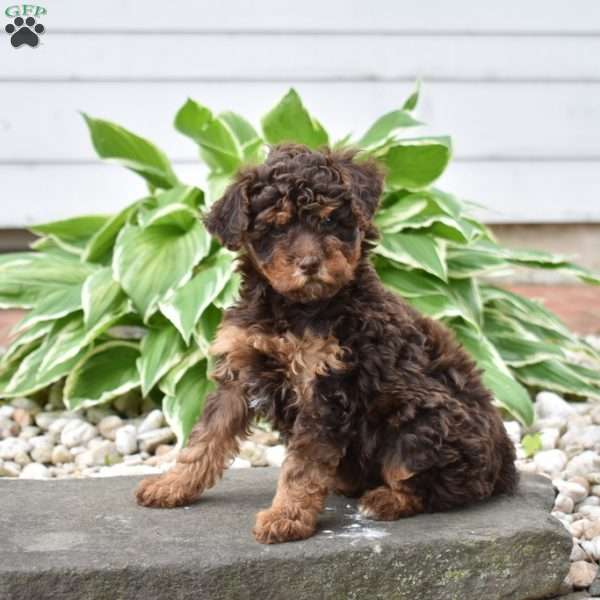 Cocoa, Mini Goldendoodle Puppy