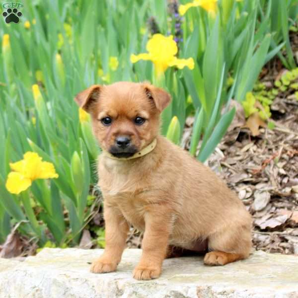 Cocoa, Yorkie Mix Puppy
