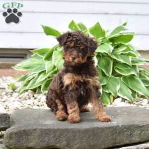Cocoa, Mini Goldendoodle Puppy