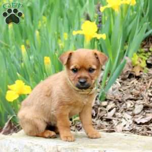 Cocoa, Yorkie Mix Puppy