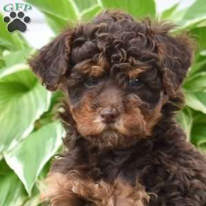Cocoa, Mini Goldendoodle Puppy