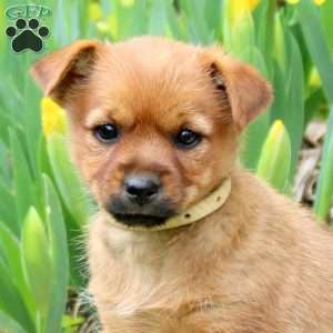 Cocoa, Yorkie Mix Puppy