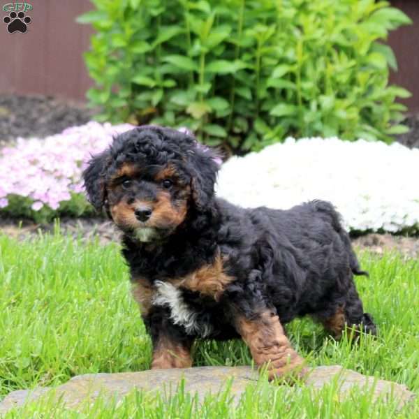 Cody, Mini Goldendoodle Puppy