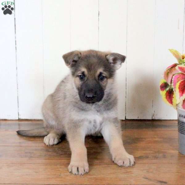 Cody, German Shepherd Puppy