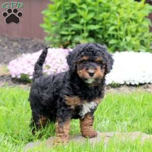 Cody, Mini Goldendoodle Puppy