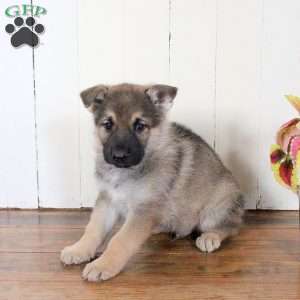 Cody, German Shepherd Puppy
