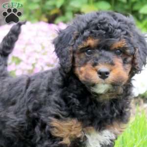 Cody, Mini Goldendoodle Puppy