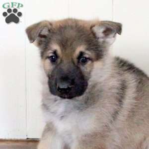 Cody, German Shepherd Puppy