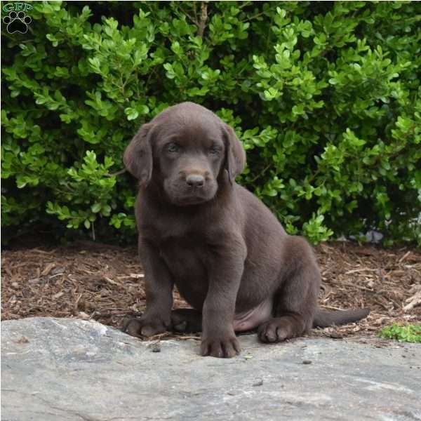 Cody, Chocolate Labrador Retriever Puppy