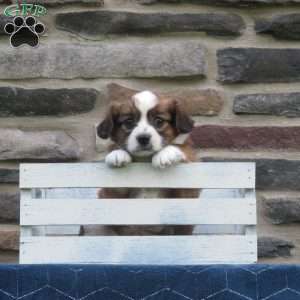 Cody, Cavalier King Charles Mix Puppy