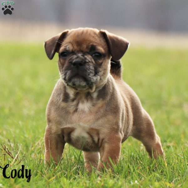 Cody, French Bulldog Mix Puppy
